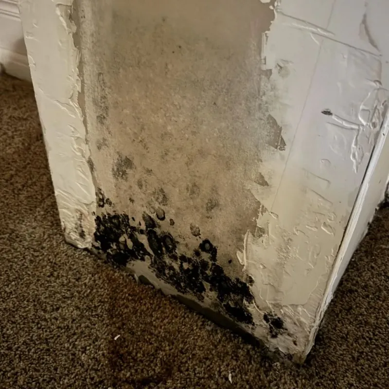 Professional Mold Removal in Carroll, IA